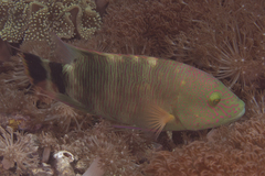 Cheilinus trilobatus