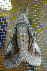 Dasychira obliquata