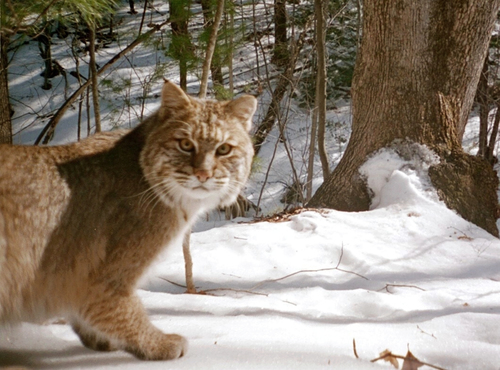 Bobcat photographed in Massachusetts
