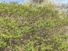 Vachellia rorudiana