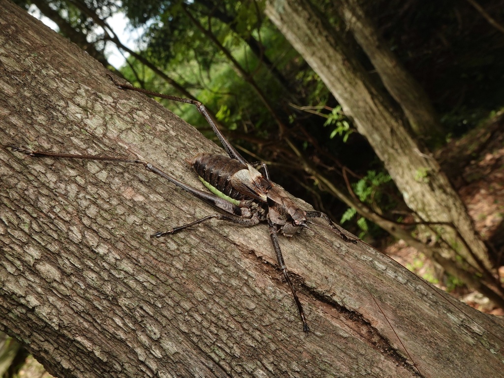 Paratlanticus tsushimensis