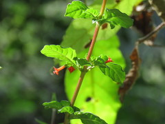 Fuchsia cylindracea