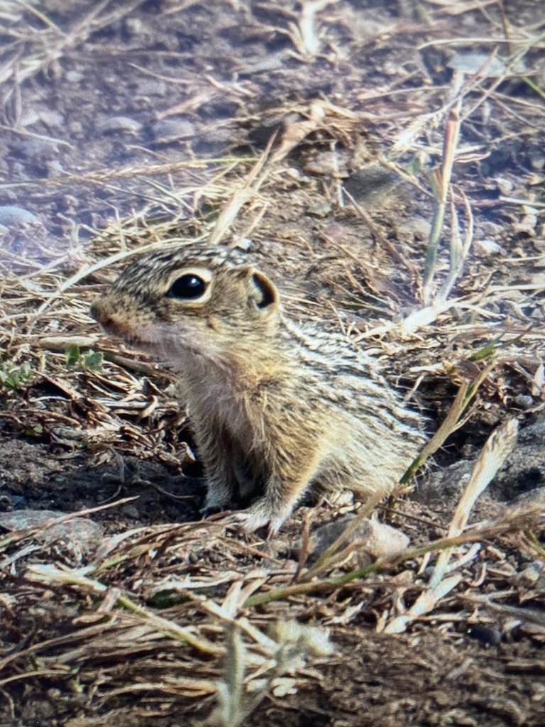 Thirteen-lined Ground Squirrel from Pincher Creek No. 9, AB, CA on July ...