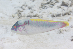 Halichoeres scapularis