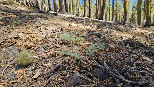 Image of Oreonana purpurascens by (c) Chris Winchell, some rights reserved (CC BY)