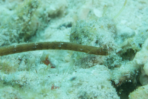 Micrognathus andersonii observed 2016-01-30