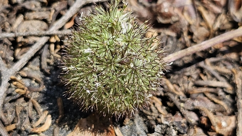 Image of Oreonana purpurascens by (c) Chris Winchell, some rights reserved (CC BY)