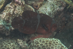 Amphiprion biaculeatus