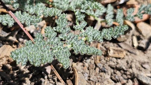 Image of Oreonana purpurascens by (c) Chris Winchell, some rights reserved (CC BY)