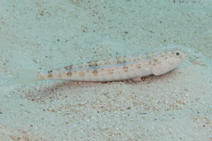 Synodus dermatogenys