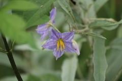 Solanum elaeagnifolium