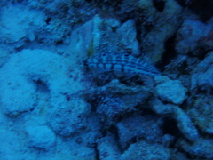 Serranus tigrinus