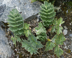 Anisotome pilifera