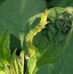 Ponometia candefacta