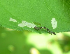 Ponometia erastrioides