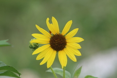 Helianthus annuus