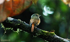 Ruddy-Tailed Flycatcher photo 4