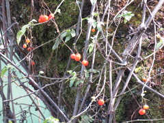 Solanum appendiculatum
