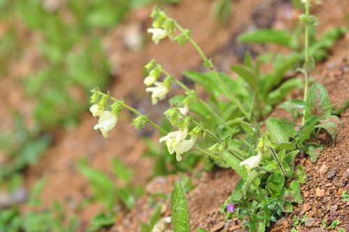 Mekong Sage (Salvia mekongensis)