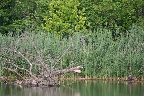 Belted Kingfisher photographed in Kansas
