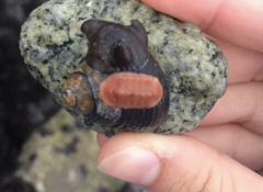 Chitonoidea
