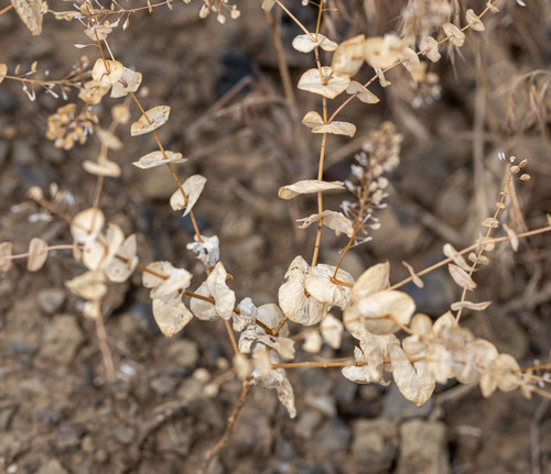 clasping pepperweed