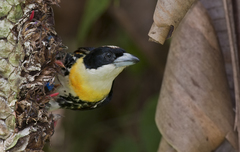 Spot-Crowned Barbet photo 2