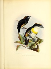 Spot-Crowned Barbet photo 3
