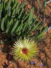 Cephalophyllum pillansii