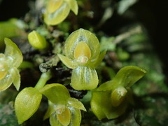 Pleurothallis dibolia