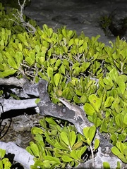 Caicos Gecko photo 2