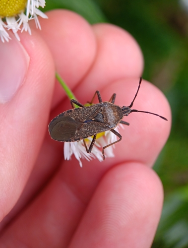 Squash bug