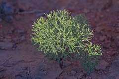 Eriospermum paradoxum