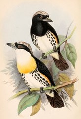 Spot-Crowned Barbet photo 4