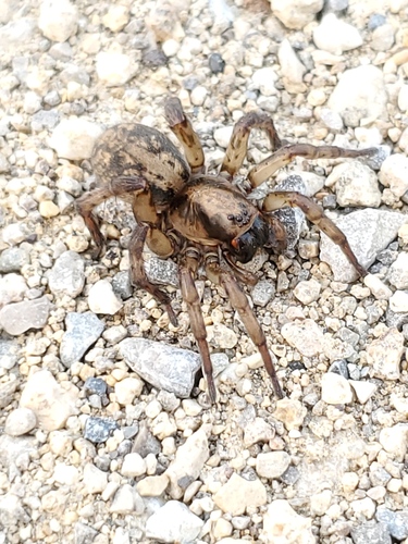 Redlined Wolf Spider