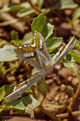 Coenina poecilaria