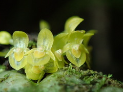 Pleurothallis dibolia