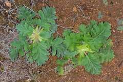 Pelargonium pulchellum