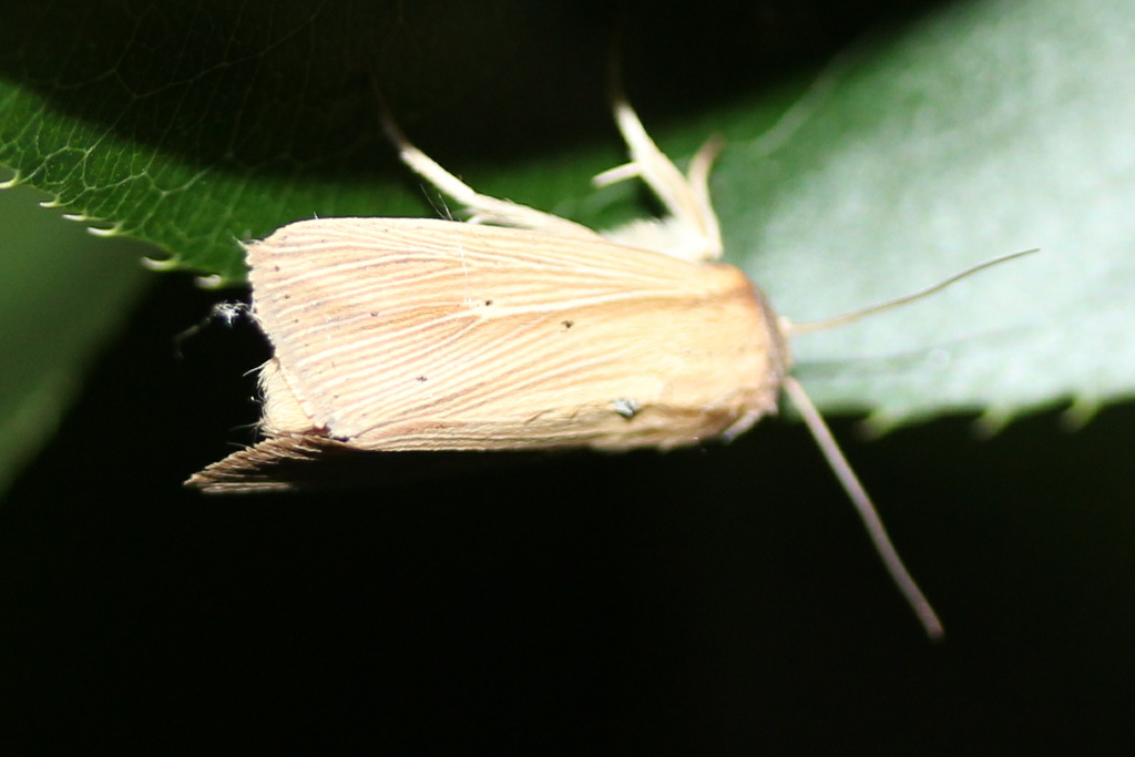 Adjutant Wainscot