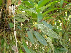Pleurothallis dibolia