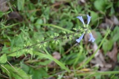 Salvia lyrata image