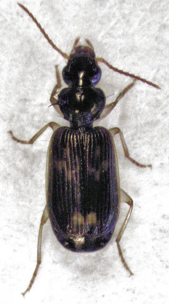 Anomotarus variegatus