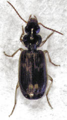 Anomotarus variegatus