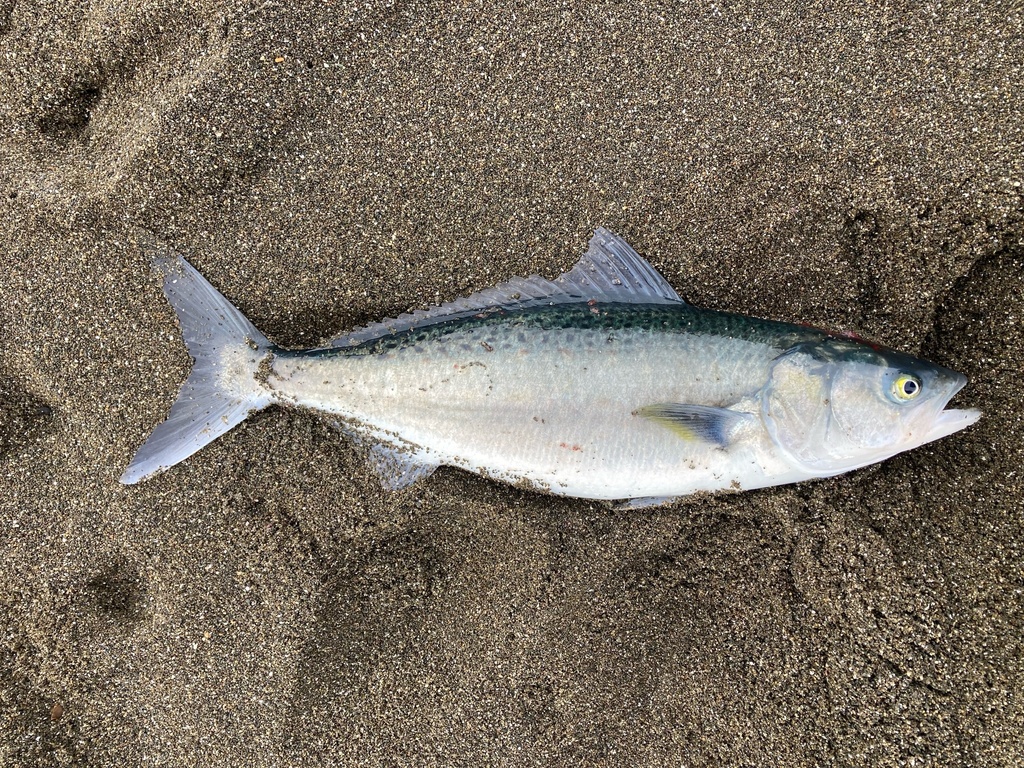 Australian Salmon
