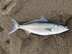 Australian Salmon photo 5