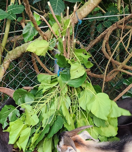 Acalypha grandibracteata, photograph 3