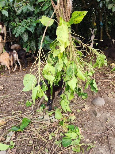 Acalypha grandibracteata, photograph 4