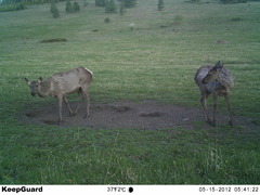 Cervus canadensis sibiricus