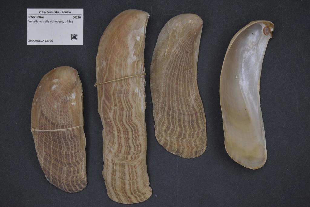 Vulsellidae