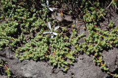 Kelleria paludosa